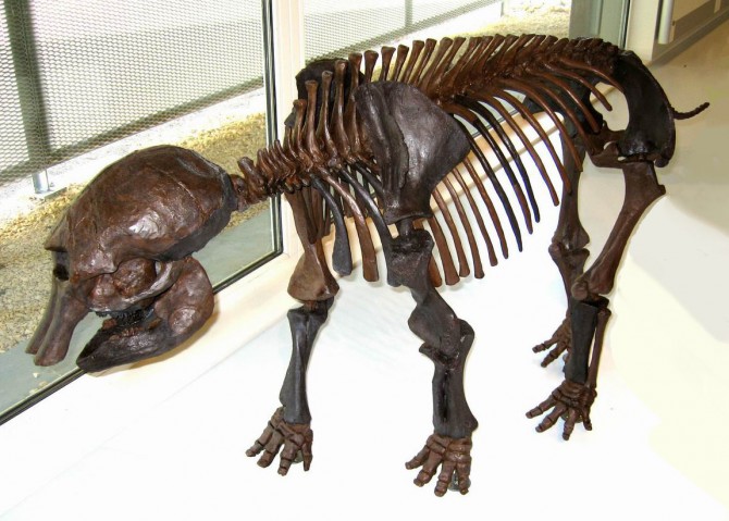 Weltweit einzigartige Skelettrekonstruktion eines Mammutkalbs aus dem Niederweninger Fund von 1890